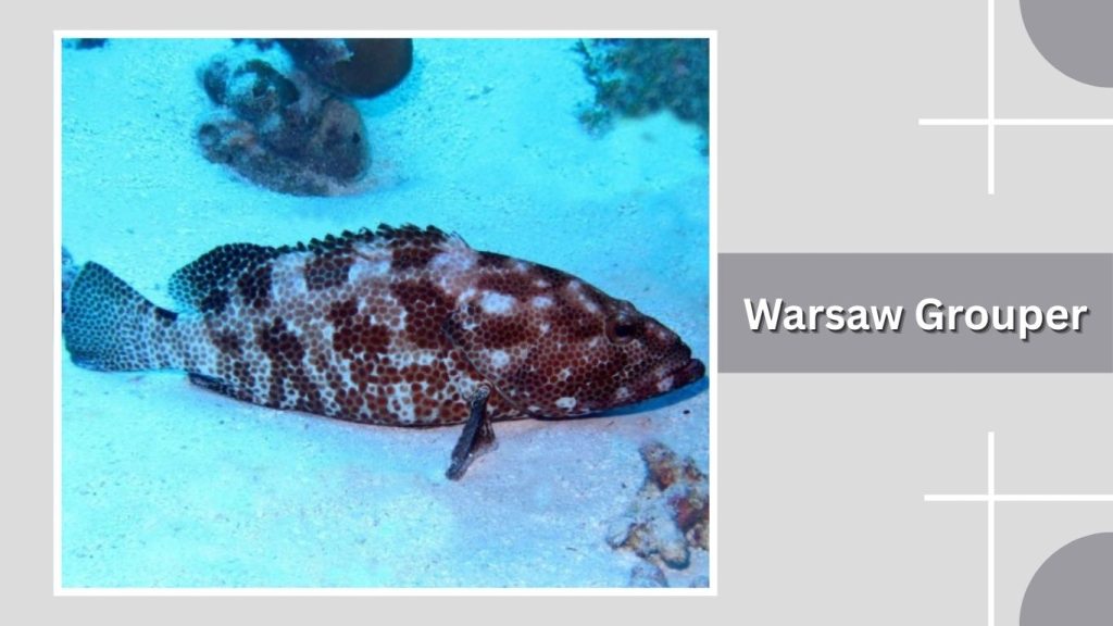 Warsaw Grouper