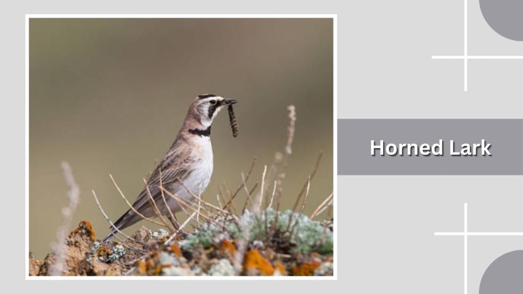 Horned Lark