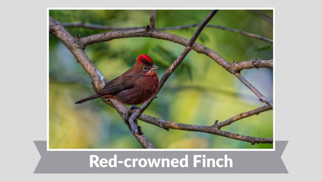 Red-crowned Finch