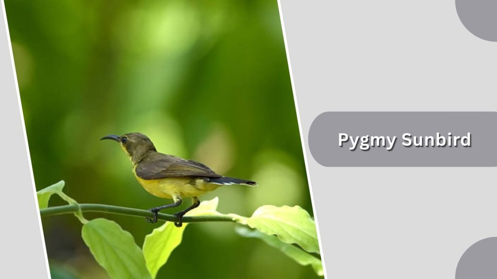 Pygmy Sunbird