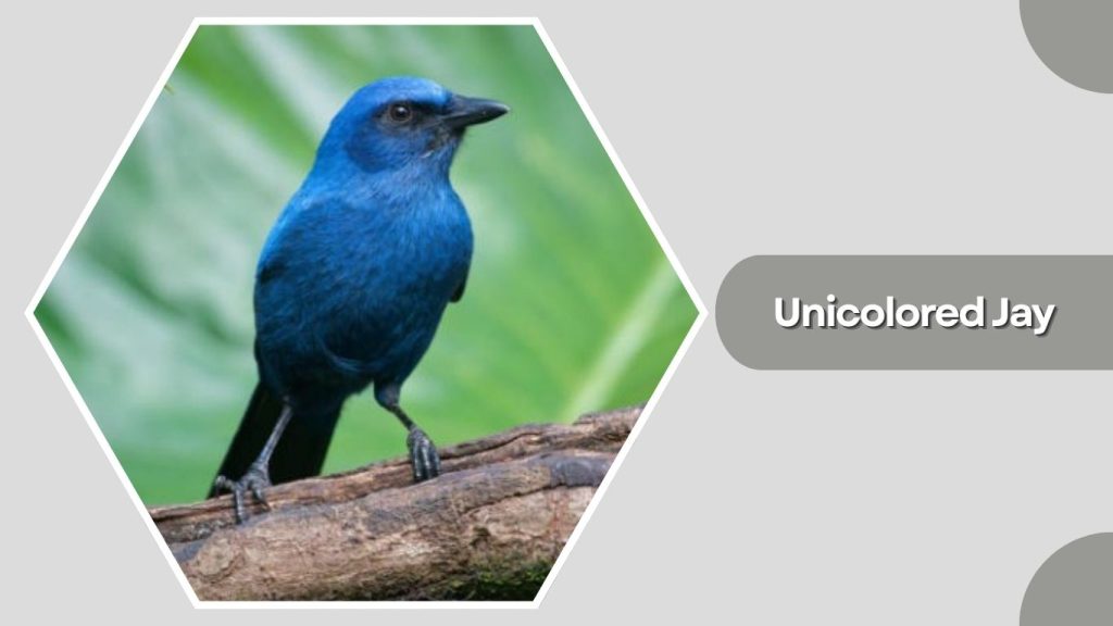 Unicolored Jay