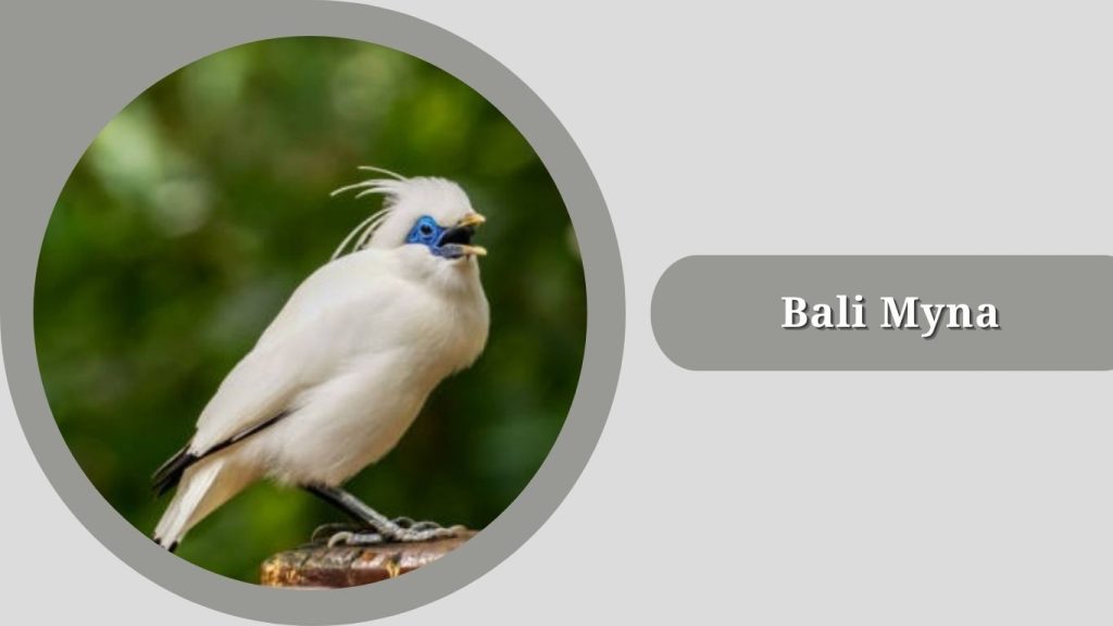  Bali Myna