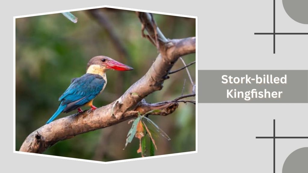 Stork-billed Kingfisher
