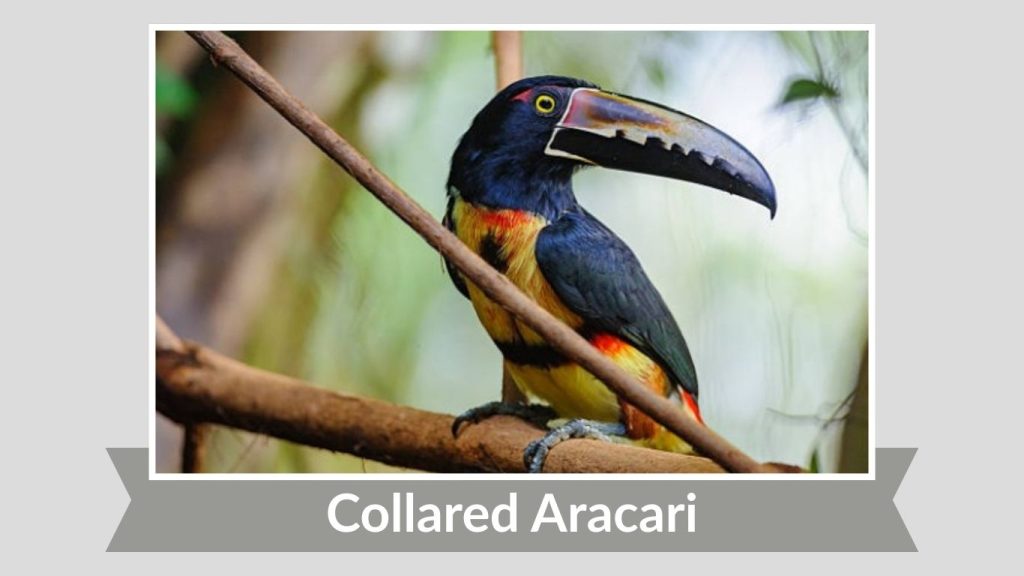 Collared Aracari