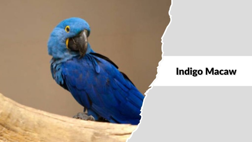 Indigo Macaw