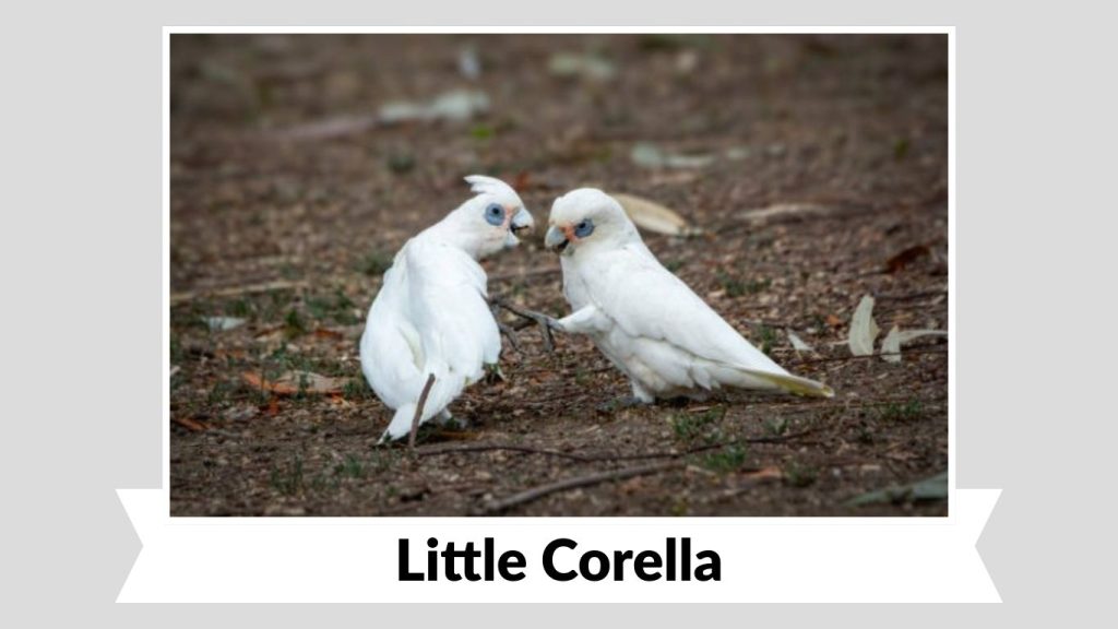 Little Corella