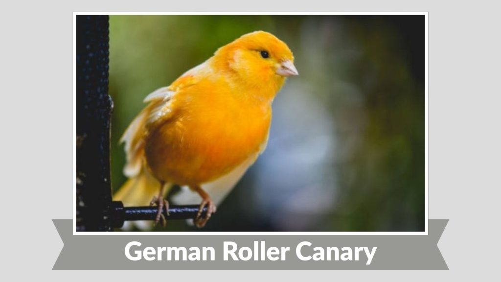 German Roller Canary