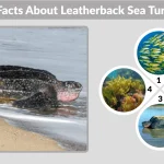 20 Facts About Leatherback Sea Turtles Every Ocean Lover Must Learn