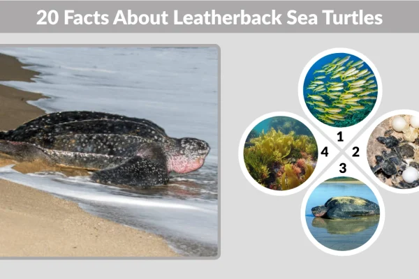 20 Facts About Leatherback Sea Turtles Every Ocean Lover Must Learn