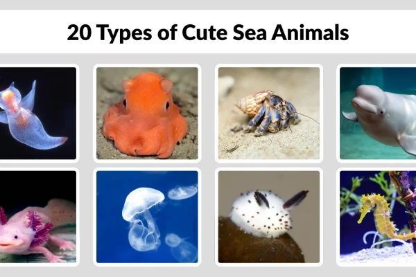 20 Types of Cute Sea Animals Diet, Habitat, Identification with Pitures