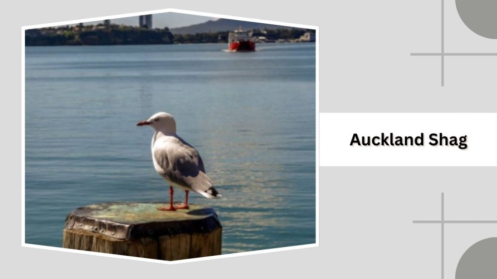 Auckland Shag