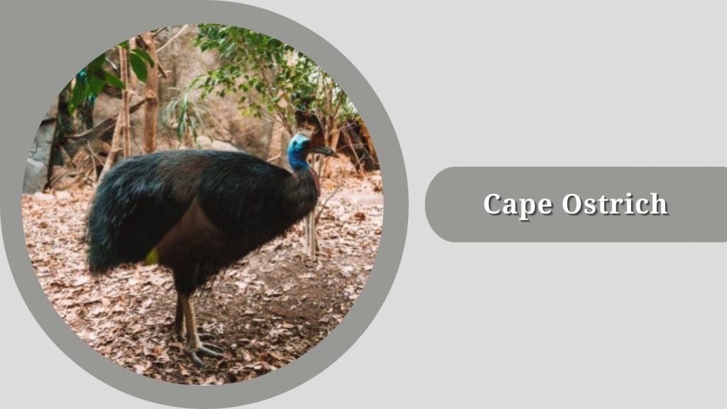 Cape Ostrich