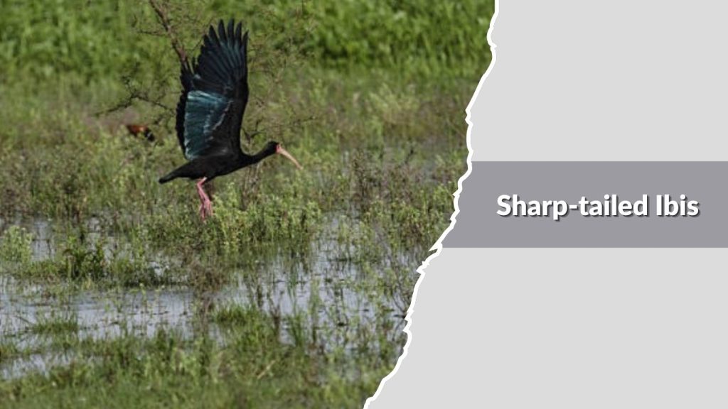 Sharp-tailed Ibis