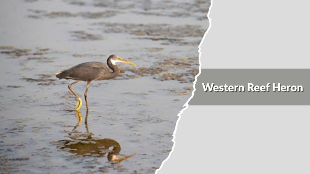 Western Reef Heron