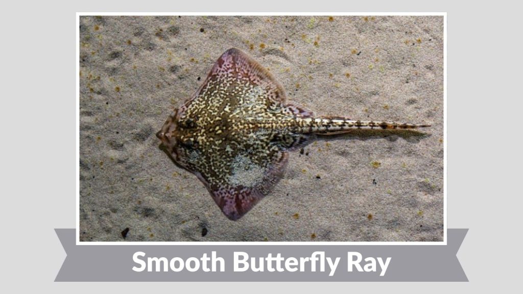 Smooth Butterfly Ray