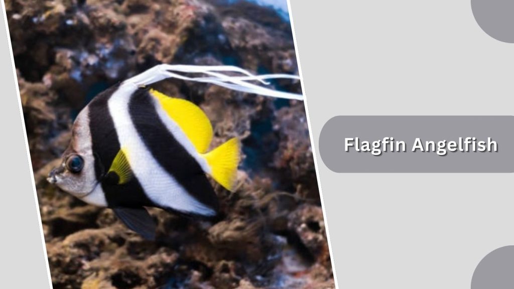Flagfin Angelfish