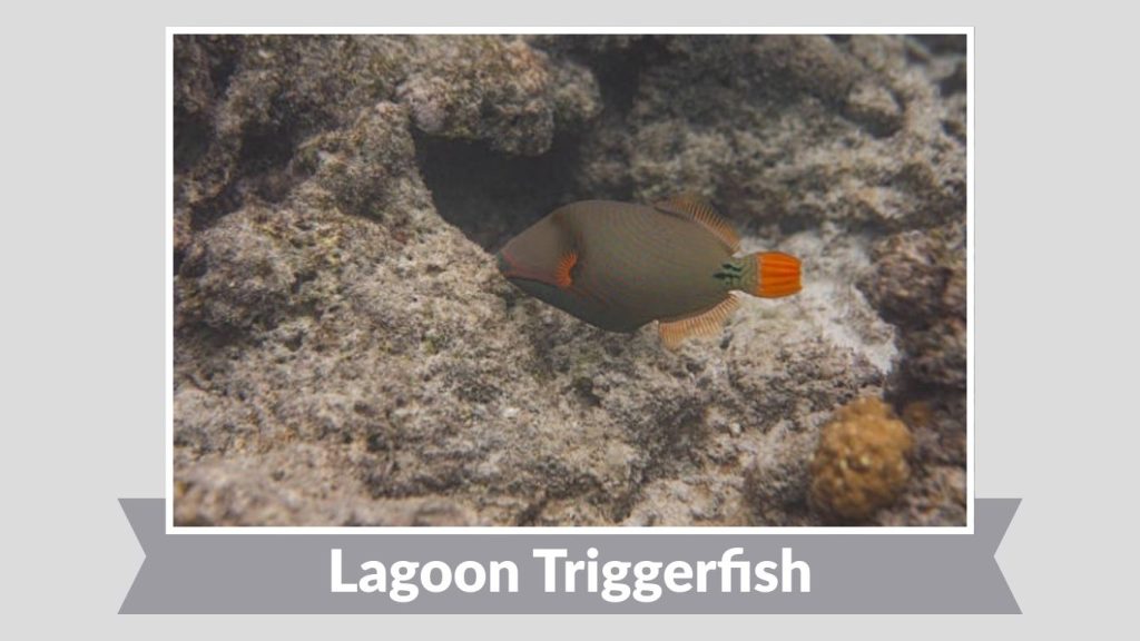 Lagoon Triggerfish