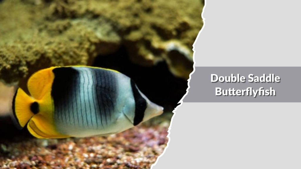 Double Saddle Butterflyfish