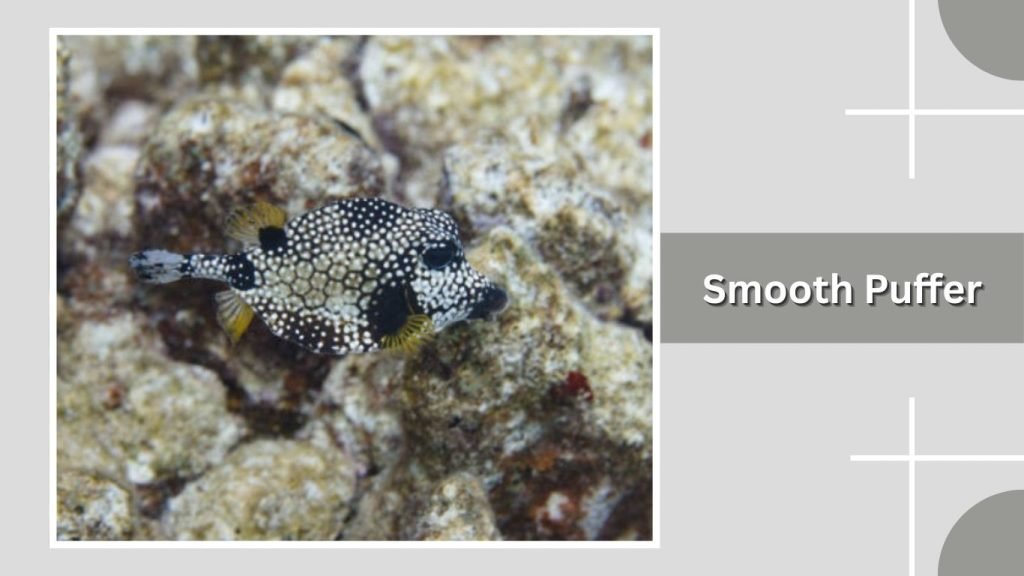 Smooth Puffer