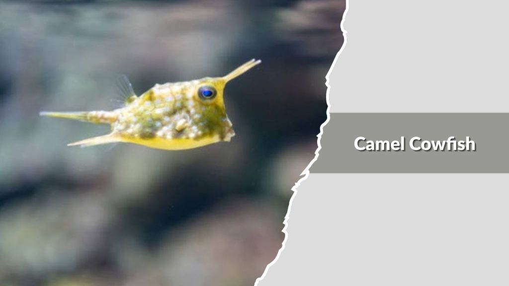 Camel Cowfish