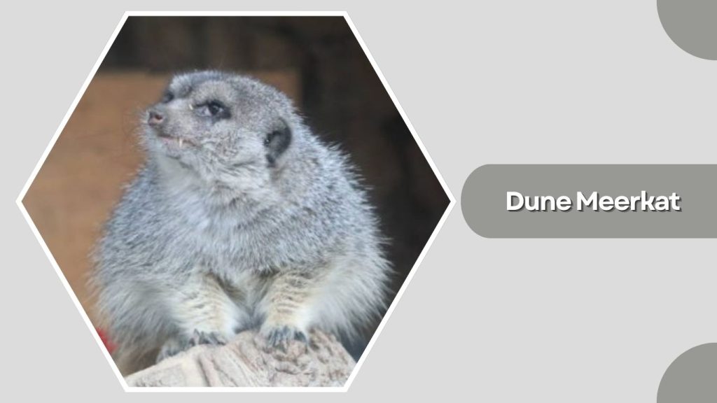 Dune Meerkat