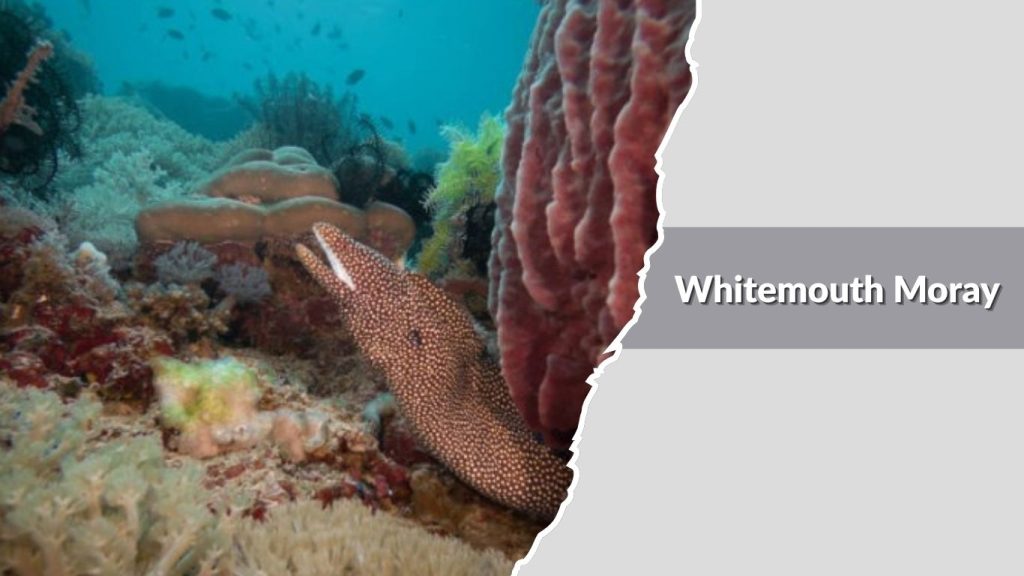 Whitemouth Moray