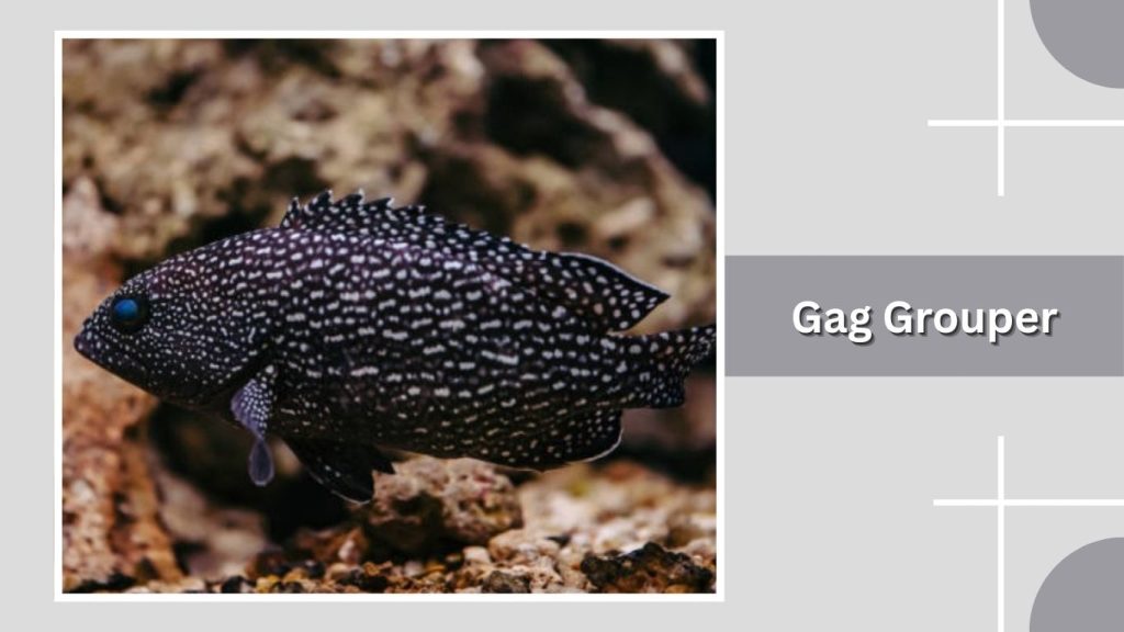  Gag Grouper