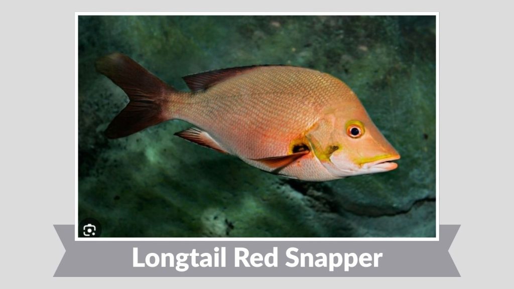 Longtail Red Snapper