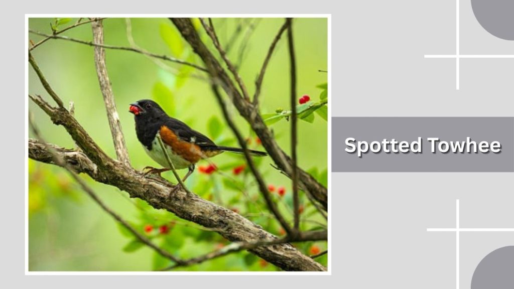 Spotted Towhee
