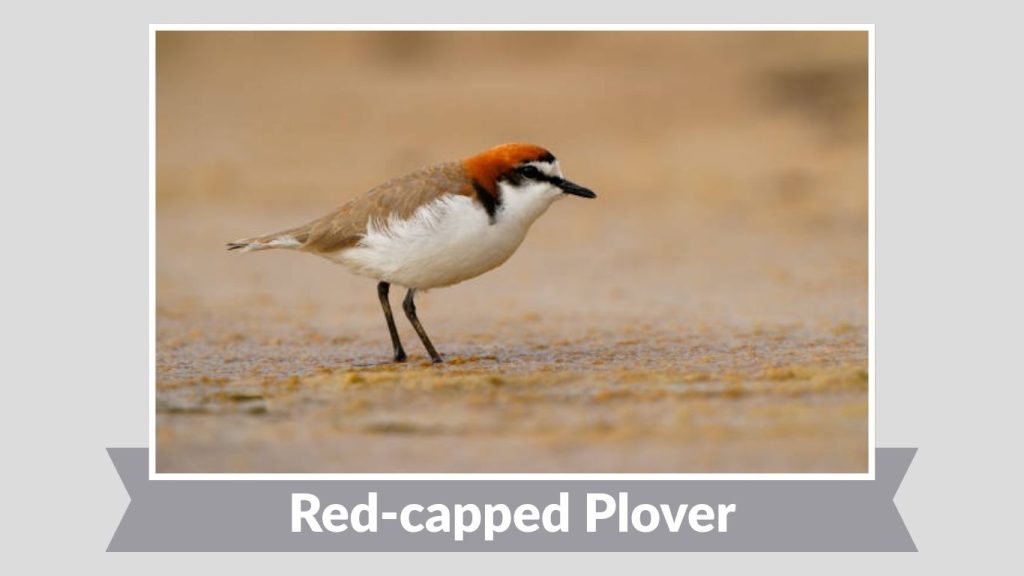 Red-capped Plover