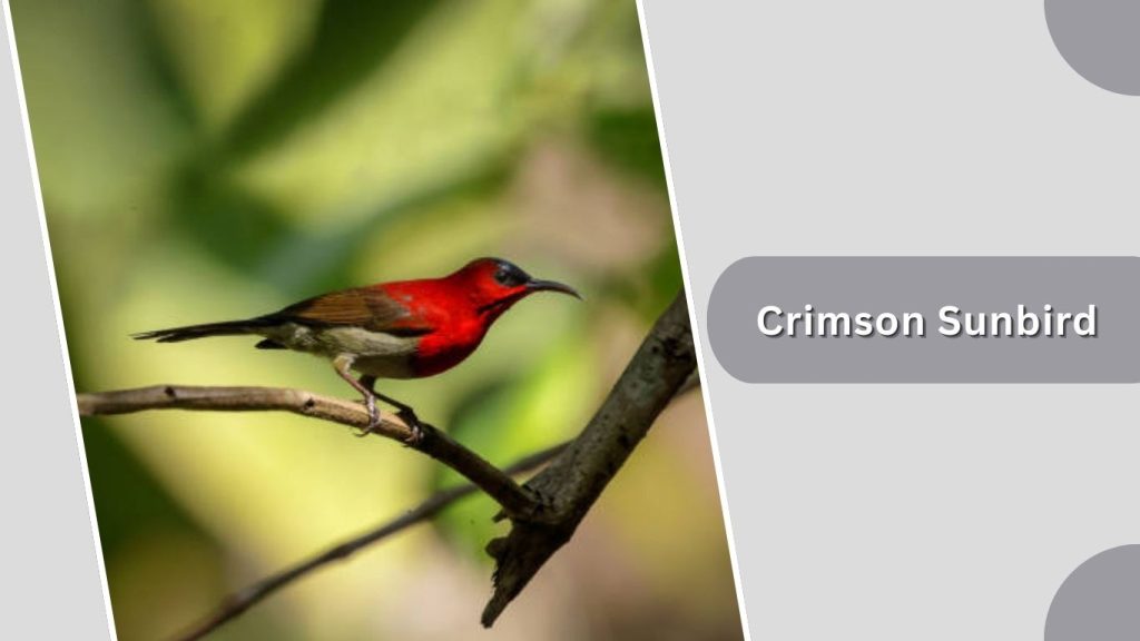 Crimson Sunbird