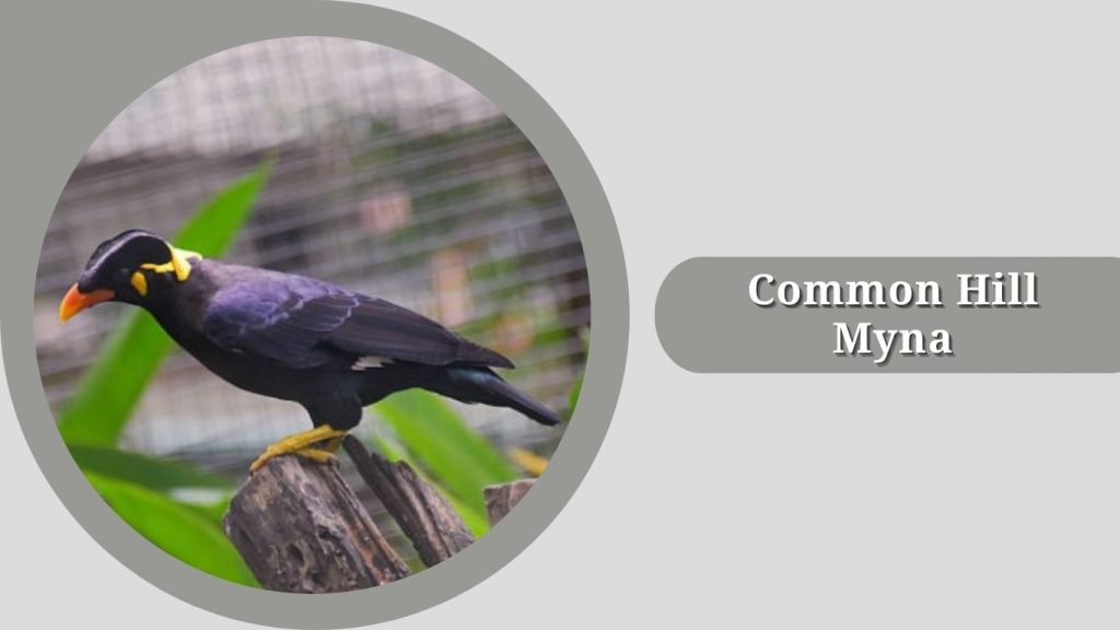 Common Hill Myna