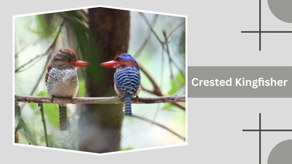 Crested Kingfisher