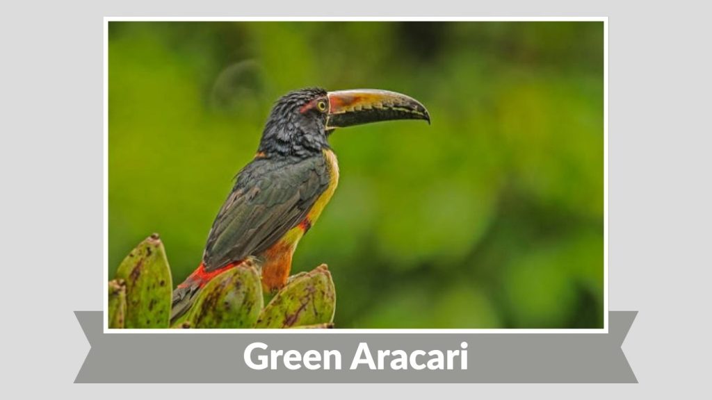 Green Aracari