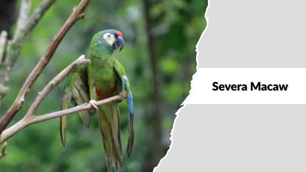 Severa Macaw