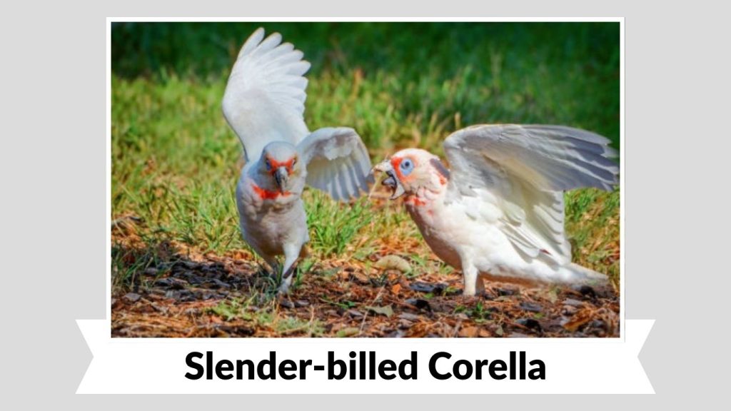 Slender-billed Corella