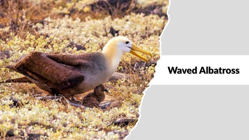 Waved Albatross