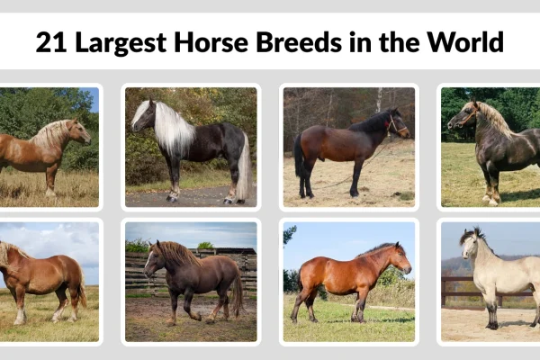 21 Largest Horse Breeds in the World Size, Weight, ID with Pictures 
