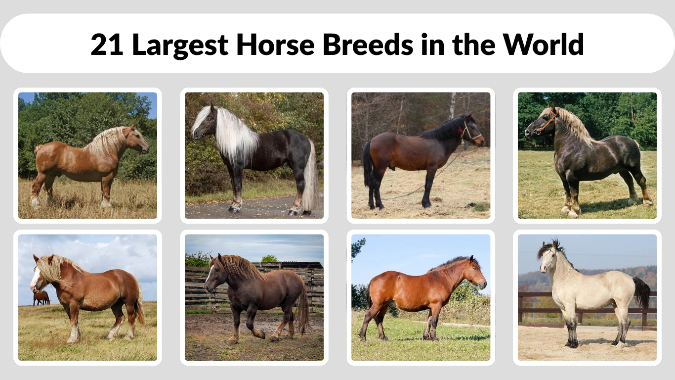 21 Largest Horse Breeds in the World Size, Weight, ID with Pictures 