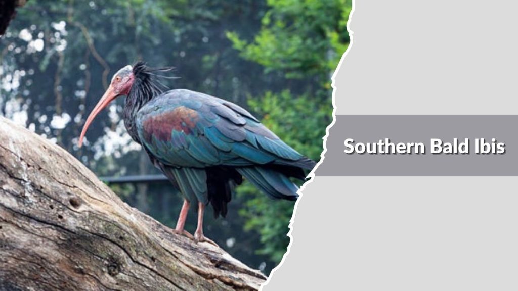 Southern Bald Ibis