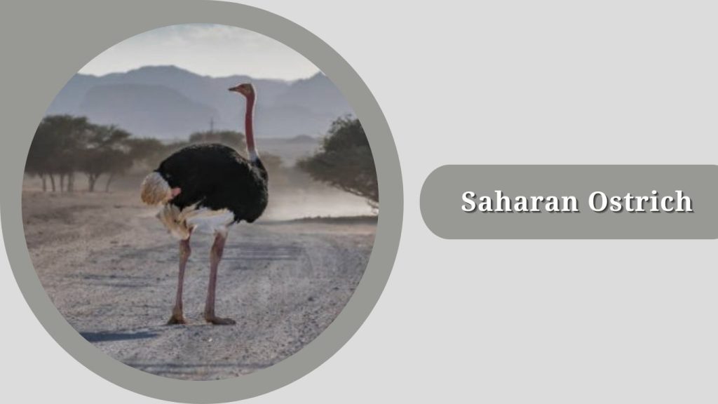 Saharan Ostrich