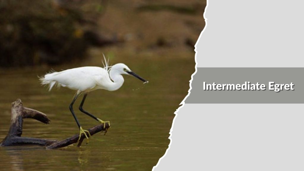 Intermediate Egret