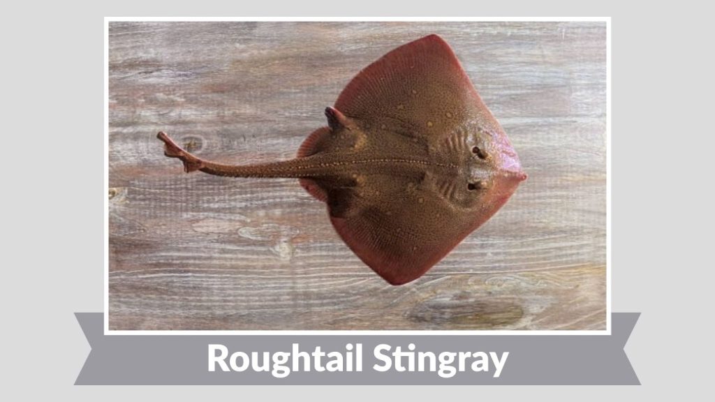 Roughtail Stingray