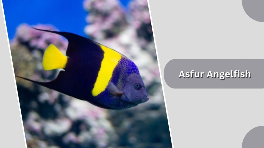 Asfur Angelfish