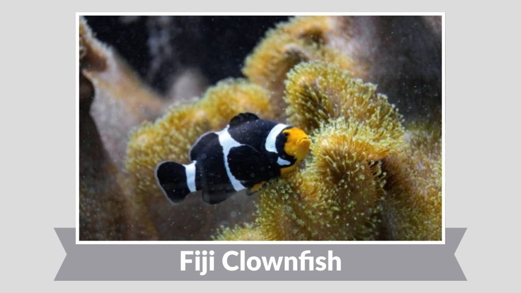 Fiji Clownfish