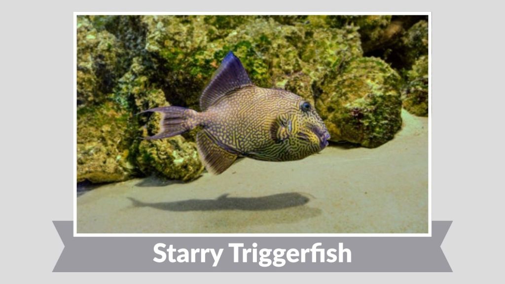 Starry Triggerfish 