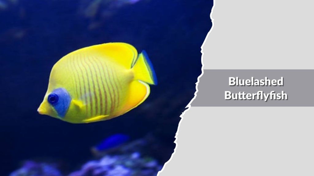 Bluelashed Butterflyfish