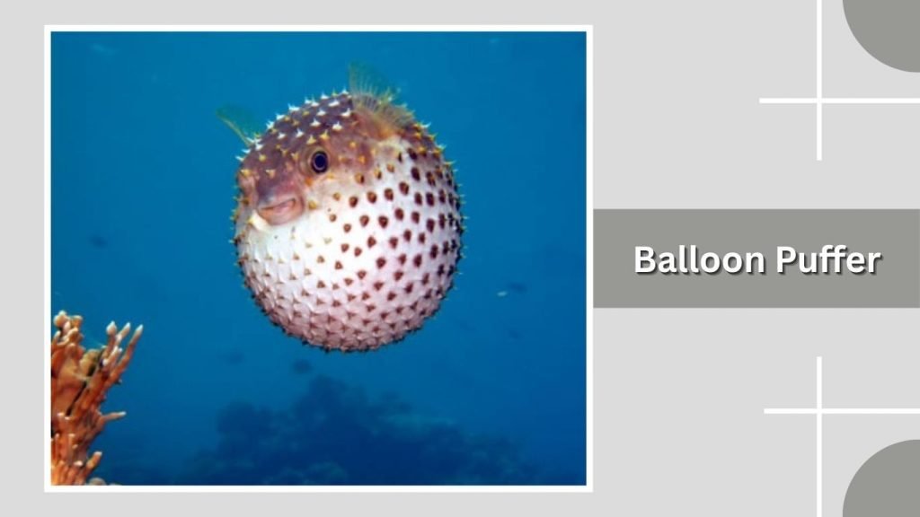 Balloon Puffer