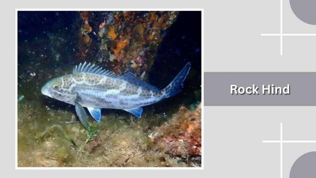 Rock Hind 