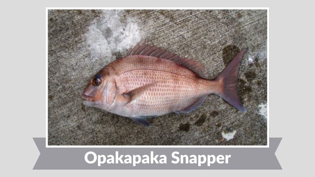 Opakapaka Snapper
